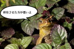 オオヒキガエルは目的の仕事をせず、大繁殖