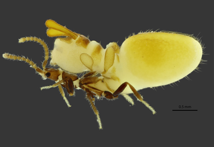 新しく発見されたAustrospirachtha carrijoi