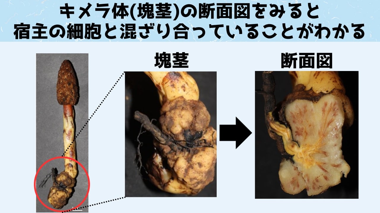 宿主の細胞を自分の肉体に変えてしまう驚きの寄生植物「バラノフォラ」の画像 4/5