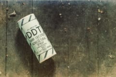 DDTがネコの体内で生物濃縮