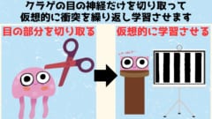 クラゲの体のどこで学習が行われているかを確かめます