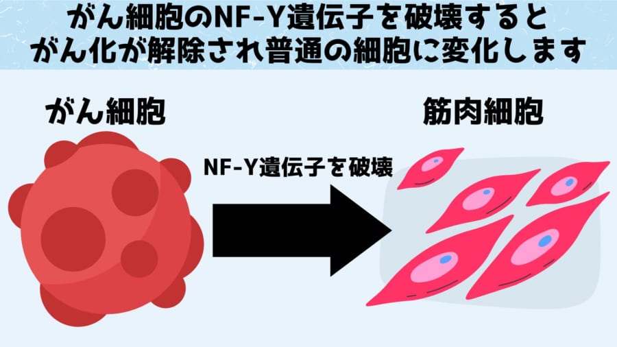 増殖力が高いがん細胞の多くは未熟な状態にある細胞であり、成長を促す分化療法が有効な場合があります