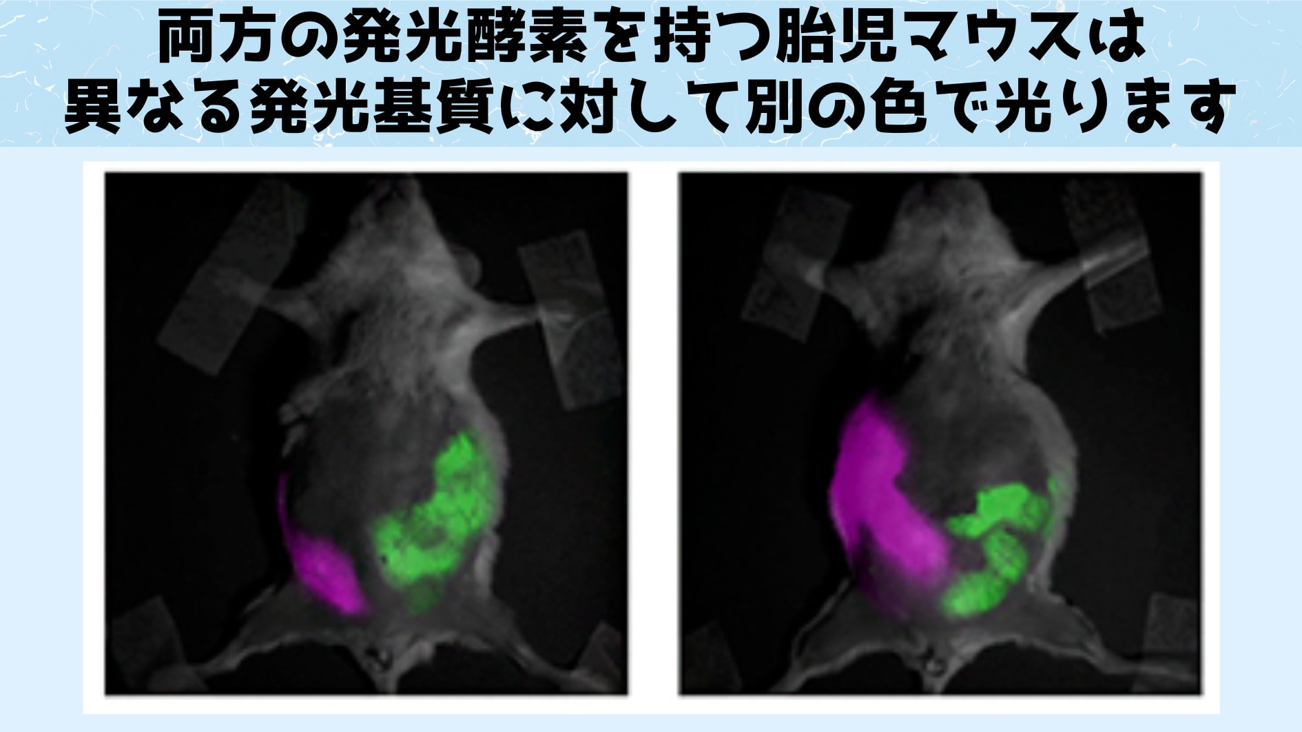 異なる発光基質を注射された胎児マウスは、それぞれ別の色に発行します