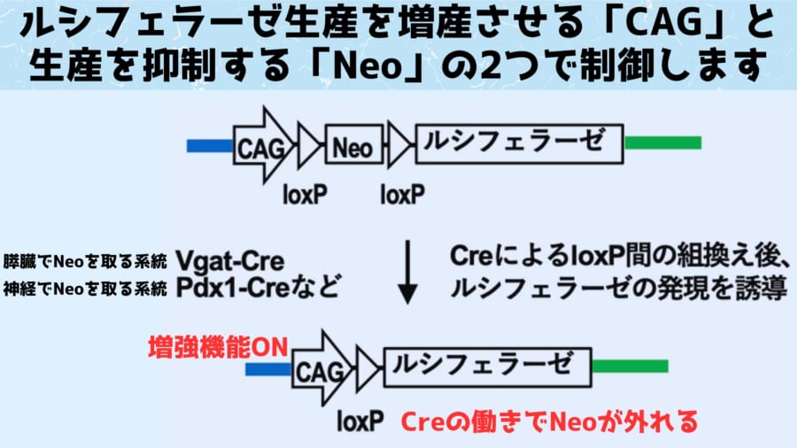 遺伝子を組み込む際には、遺伝子の始まりの部分に抑制装置（Neo）が組み込まれ、上流には、遺伝子発現をブーストする「ＣＡＧ」と呼ばれる領域（プロモーター）を加えました。 こうすることで酵素の勝手な生産を防ぎつつ、抑制装置（Neo）が外れた場合には強力な活性が得られる状態になります。 そして次に、マウスの体のさまざまな部位で、抑制装置（Neo）を外す仕組み酵素Creを持つマウスと掛け合わせました。 こうすることで、誕生した子マウスたちは、研究者たちが望む臓器でルシフェラーゼやAkaluc（火打石役）が生産されるマウスが誕生します。