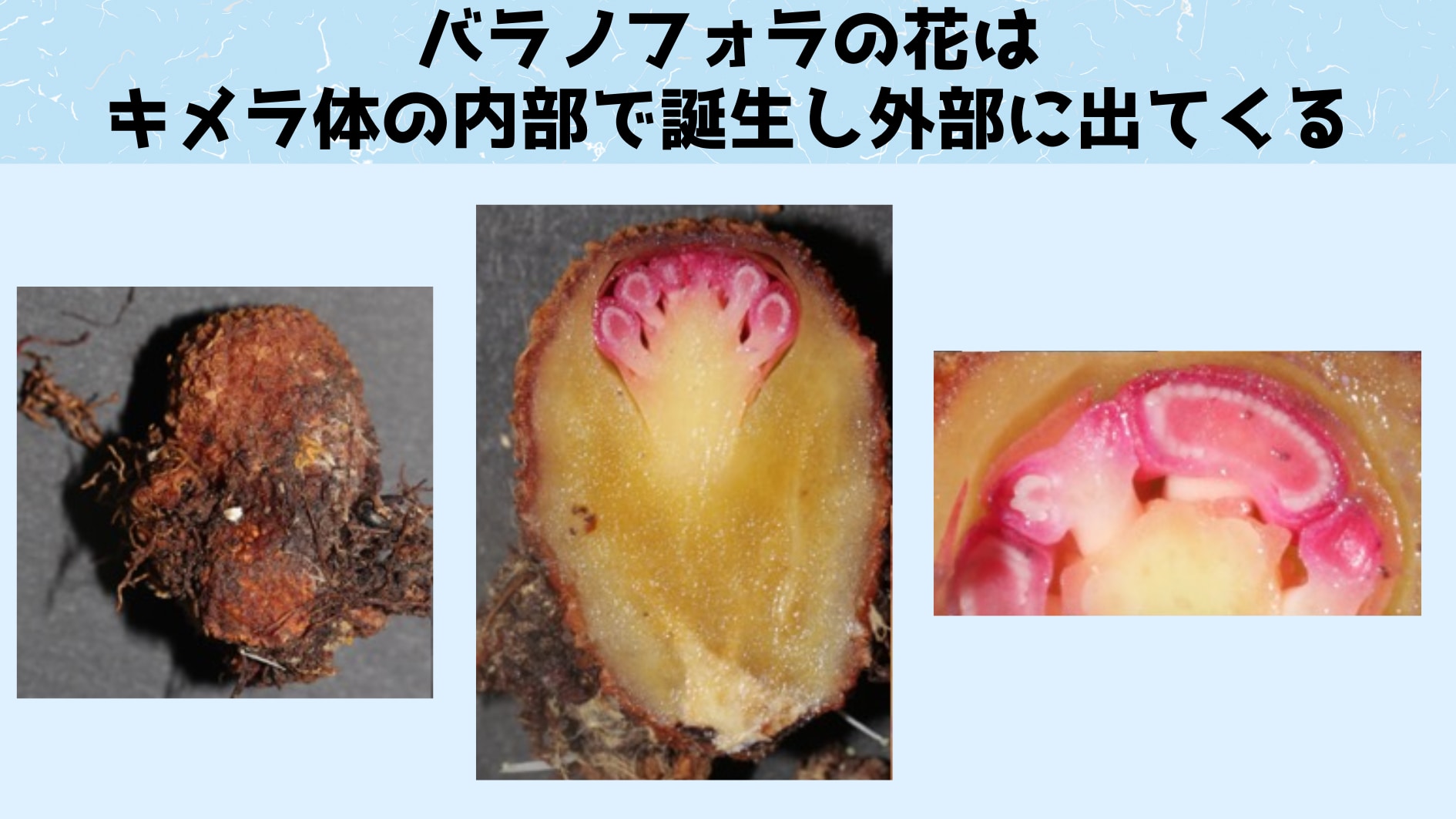 宿主の細胞を自分の肉体に変えてしまう驚きの寄生植物「バラノフォラ」の画像 5/5