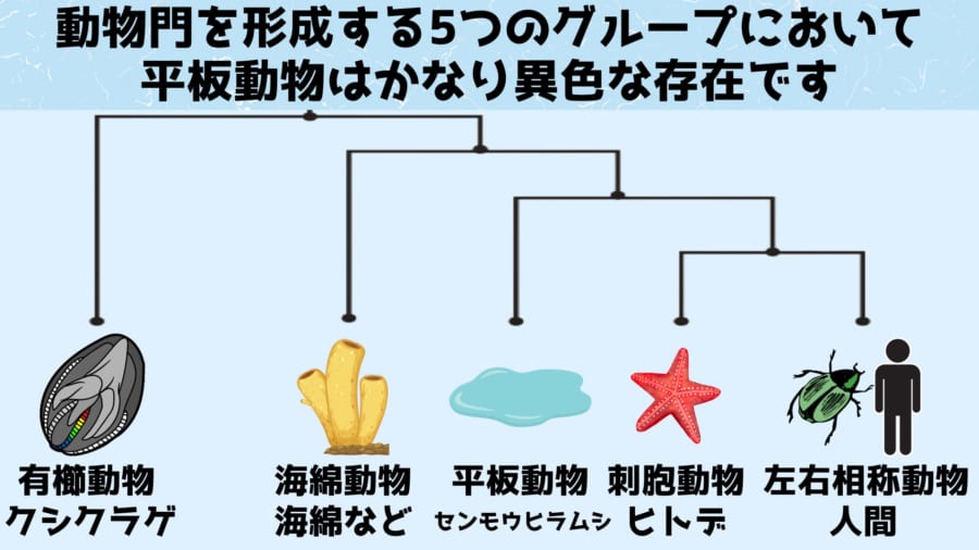 有櫛動物の代表はクシクラゲ、海綿動物の代表は海綿、平板動物の代表はセンモウヒラムシ、刺胞動物の代表はヒトデやクラゲ、左右相称動物の代表は人間や昆虫などとなっています。なお左右相称動物とは外見が左右対称になっている動物であり、現在の地球上で圧倒的な勢力を誇っています。左右対称になることで動物は高い移動能力を獲得しました