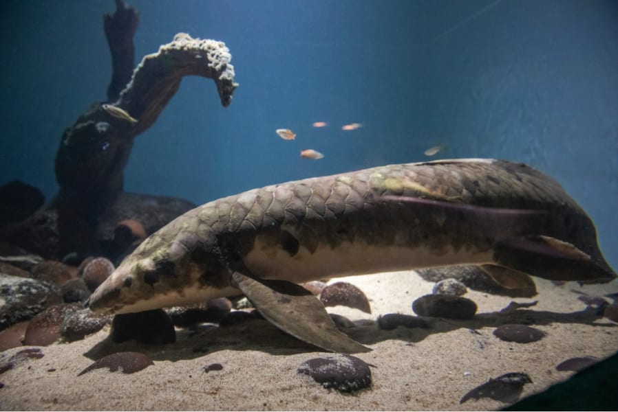 飼育魚として世界最高齢の「メトセラ」