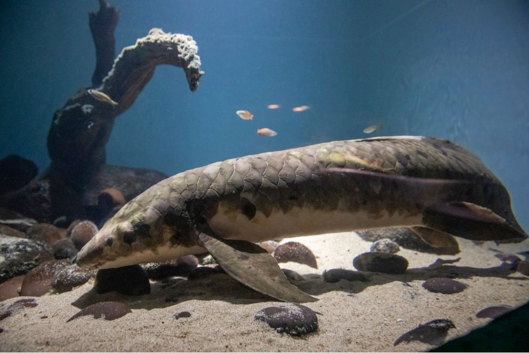 飼育魚として世界最高齢の「メトセラ」