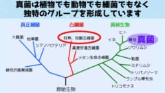 真菌は細菌、古細菌、粘菌、そして植物よりも人間に近い存在です