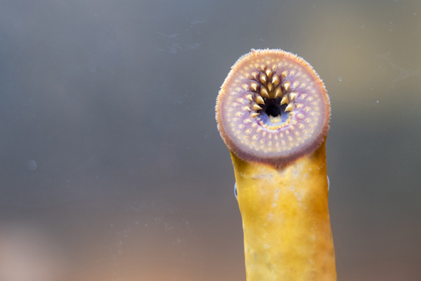 ヤツメウナギは大量絶滅をどう生き抜いたのでしょうか