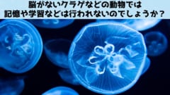 既存の常識では脳が現れた後に生物は学習するようになったと言われているが、実はほとんど確かめられていない