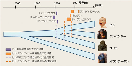 生物学のニュースでしばしば「人間とチンパンジーは700万年ほど前に共通の先祖から枝分かれした」という記述がみられますが、この700万年という時間の根拠も、中立突然変異の量から推定することが可能になります。 （※人間とネズミ、人間と魚、人間とクラゲと段階を踏んだ比較を行えば、より古い時代の共通先祖の存在も知ることができます）