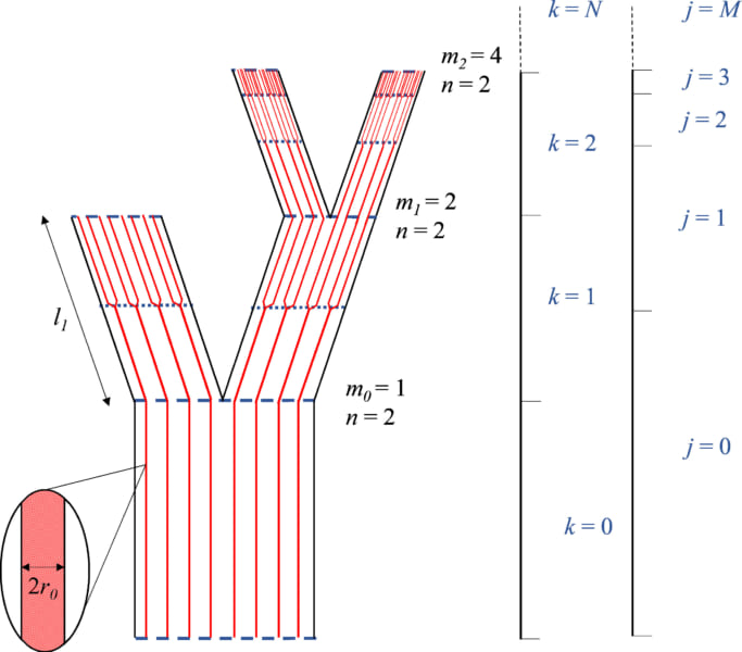 論文に報告された維管束ネットワークの図解。黒線が幹、赤線が導管、青線が分岐位置を示す。枝分かれの世代が進むほど導管の合計率は増加している。