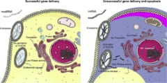 修正塩基を持つmodRNA（左）は免疫の活性化を引き起こさない