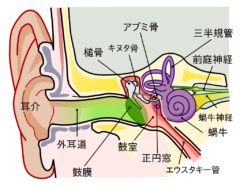 耳の構造