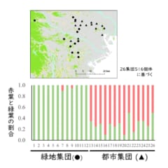 緑地は緑葉タイプが、都市部は赤葉タイプが明確に多い