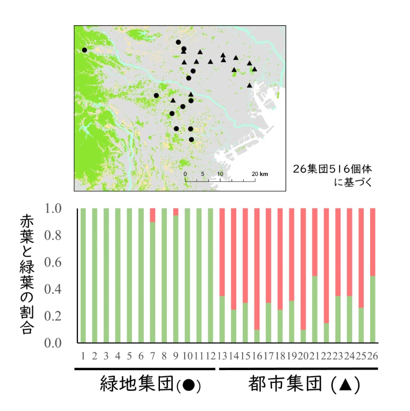 緑地は緑葉タイプが、都市部は赤葉タイプが明確に多い