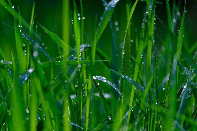 水を吸いあげてしゃんと立ち上がる草