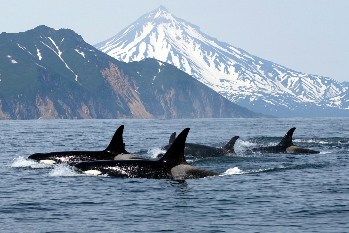 シャチは代々行動を受け継いでいるようです