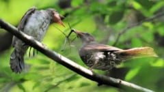 ヒヨドリに捕食されるナナフシ