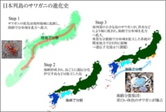 系統4のサワガニ集団は「黒潮」にのって移動した