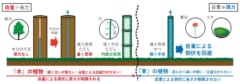 力学的視点から考えた草木の分類