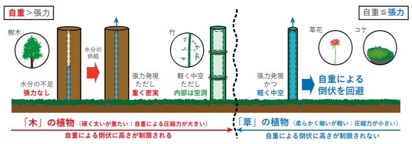 力学的視点から考えた草木の分類