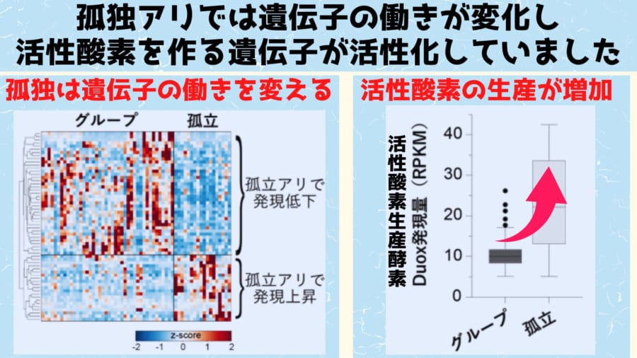 孤独アリの体内では本当に有害な物質が生産されていた