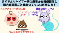 実験に使われた腸内細菌は人間のアルツハイマー病患者から採取されたものです。