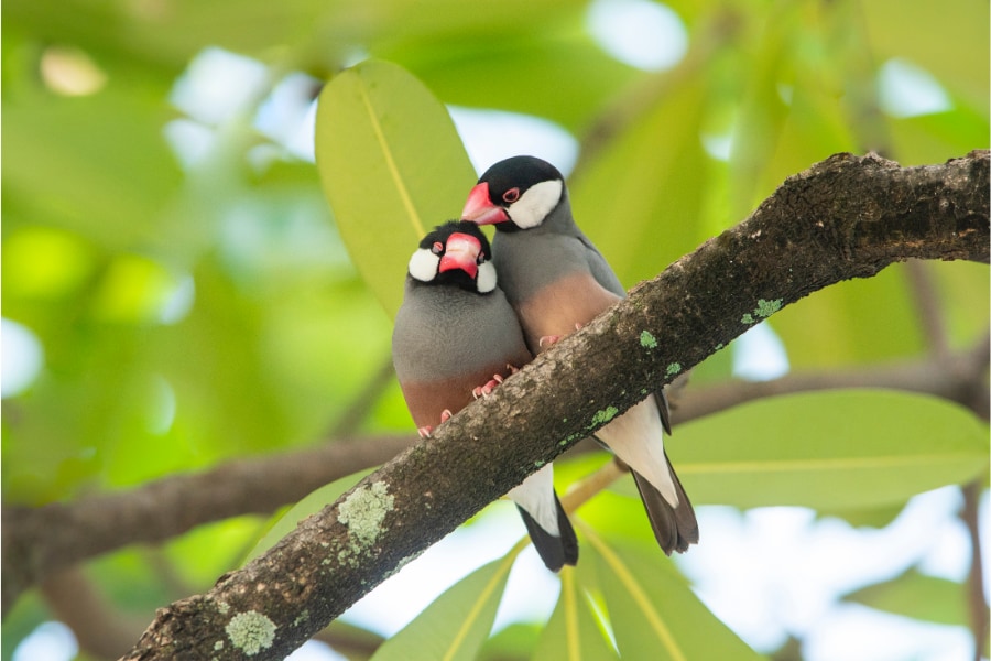 文鳥は日本人にも人気の鳥