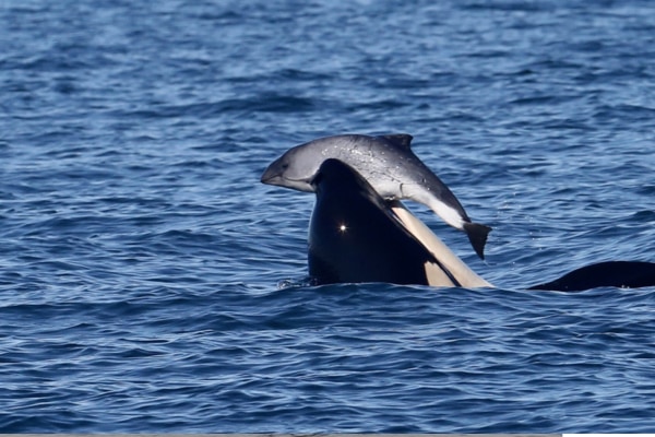 シャチは何故かネズミイルカに嫌がらせして、食べもしないのに殺す