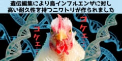 遺伝編集で鳥インフルエンザに耐性のあるニワトリを作成！