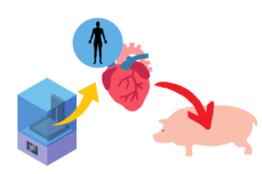 資金提供により、バイオプリントした人間の心臓を生きたブタに移植する計画がスタート