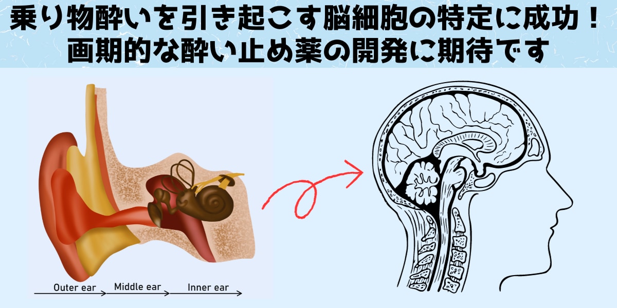 乗り物酔いを引き起こす「脳細胞」の特定に成功！