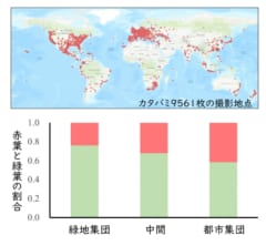 身近で起きた進化の事例！ヒートアイランドで「カタバミ」が適応進化していたの画像 6/6