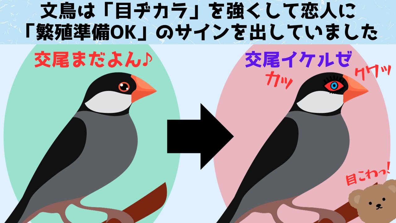 文鳥は繁殖準備のOKをアイリングの変化で伝えていた