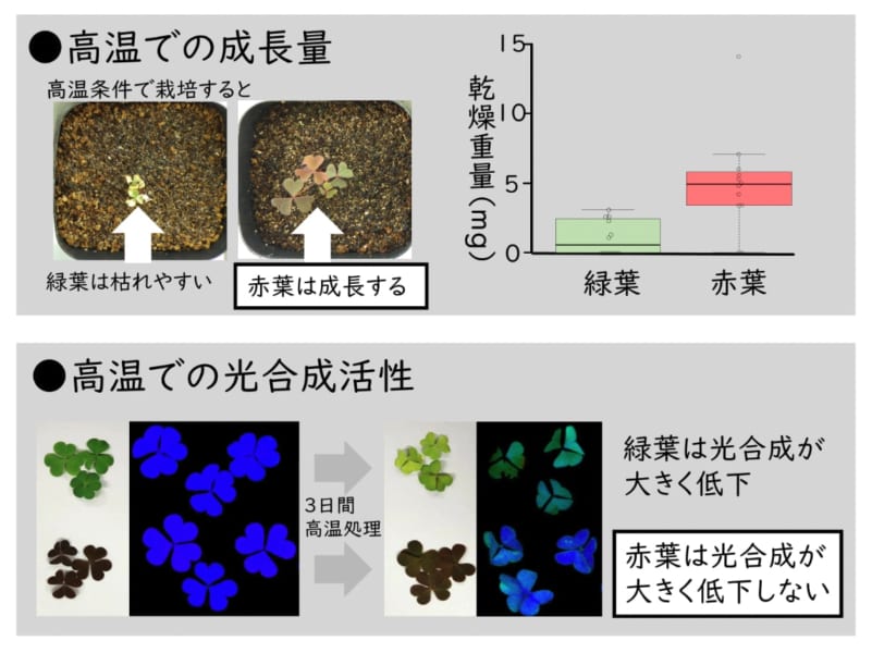 赤葉カタバミは高温環境でよく育つ