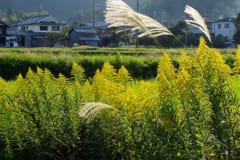 ススキとセイタカアワダチソウ(篠山市) 