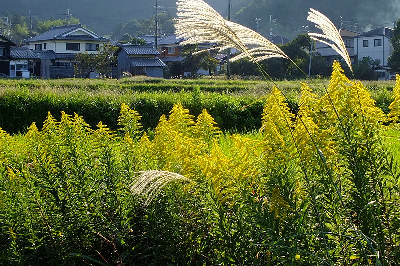 ススキとセイタカアワダチソウ(篠山市)