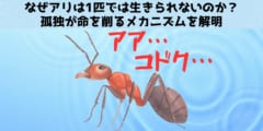 なぜアリは1匹では生きられないのか？孤独が命を削るメカニズムを解明