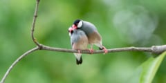 文鳥は「目ヂカラ」を強くして恋人に「繁殖準備OK」のサインを出していた