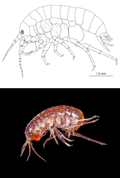新種のヨコエビの図解と写真