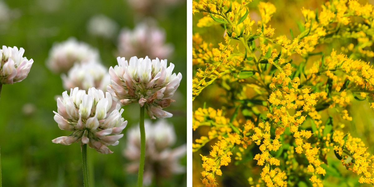 日本に生育する外来雑草の開花時期には「特定の傾向」がある