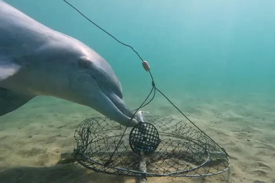 カニ漁の仕掛けから器用に餌だけ奪うイルカたちのスゴ技を世界初撮影！