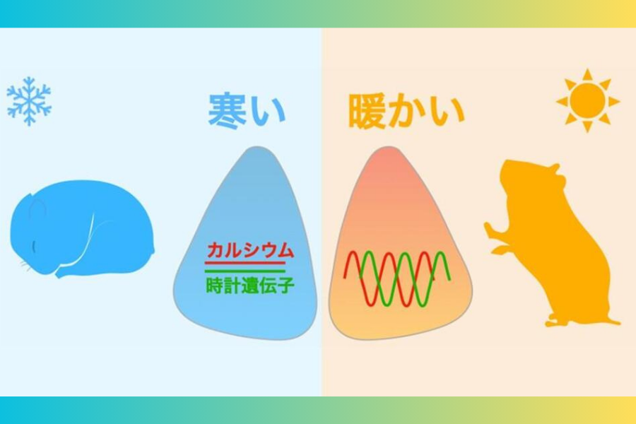 概日リズムは15℃の低温で止まり、35℃に温まるとリスタートすることが判明！