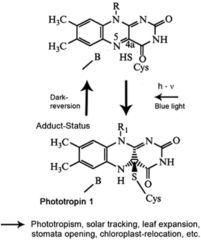 フォトトロピンの構造