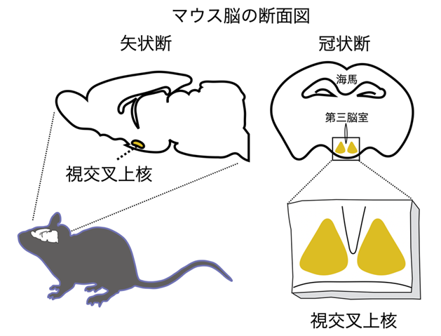 マウス脳の断面図（左）と視交叉上核の位置（右）