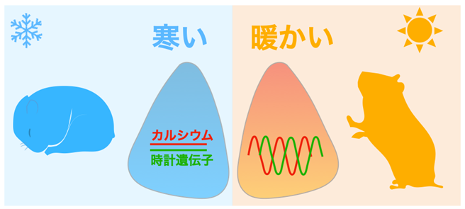 概日リズムの制御には「時計遺伝子」と「細胞内カルシウム」が重要