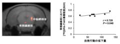 左：脳内炎症が見られた領域、右：脳内炎症と自発行動の低下量との相関性