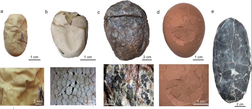 卵の表面比較（a:軟殻卵、b:フロリダアカハラガメ、c:守護黔竜、d:ニワトリ、e:肉食のマニラプトル）